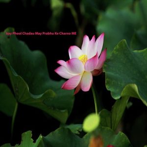Kay Phool Chadau May Album Art