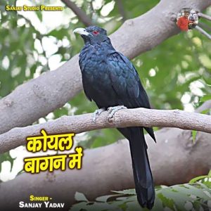 Koyal Bagan Me