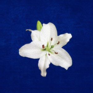 The Flower Won’t Bloom Album Art